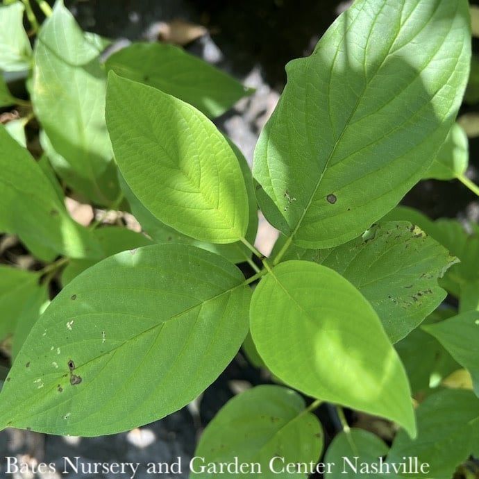 #3 Cornus alba Winter Canary/ Tatarian Yellow Twig Dogwood