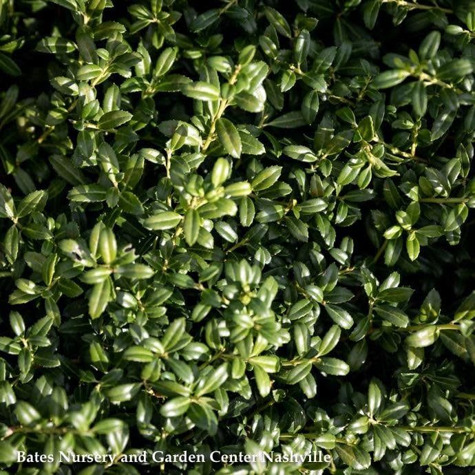 #7 Ilex cren Soft Touch/ Japanese Holly (female)