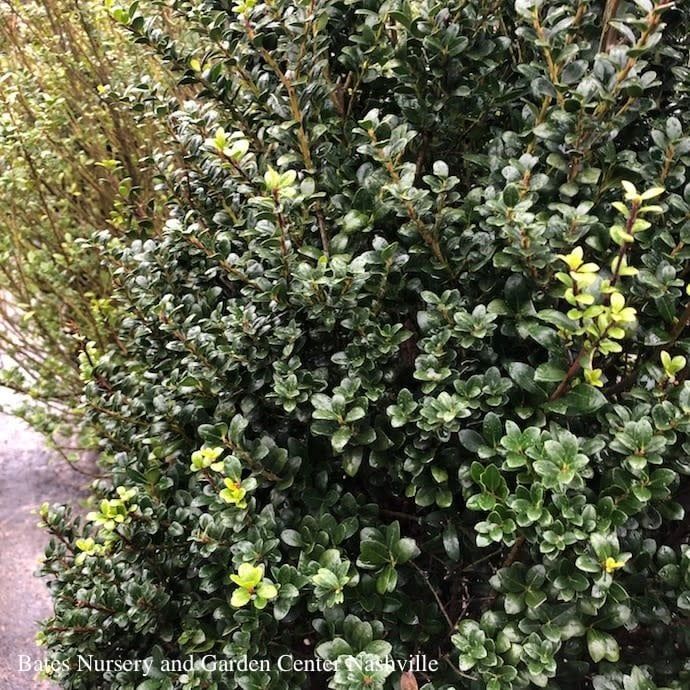#7 Ilex cren Steeds/ Pyramidal Japanese Holly (female)
