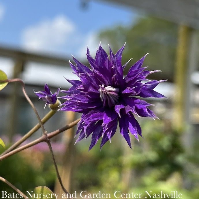 #1 Clematis x Blue Light