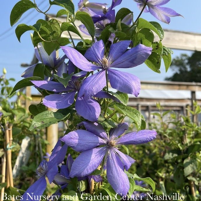#1 Clematis x Blue Light