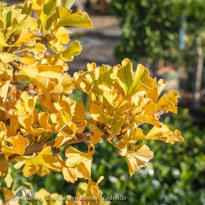 #1 Ginkgo bil Mariken/ Dwarf Maidenhair Tree (Male)