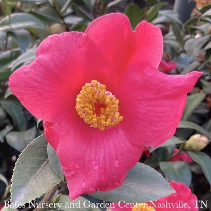 #5 Camellia japonica Ice Angels &#39;Spring&#39;s Promise&#39;/ Rose Red - No Warranty