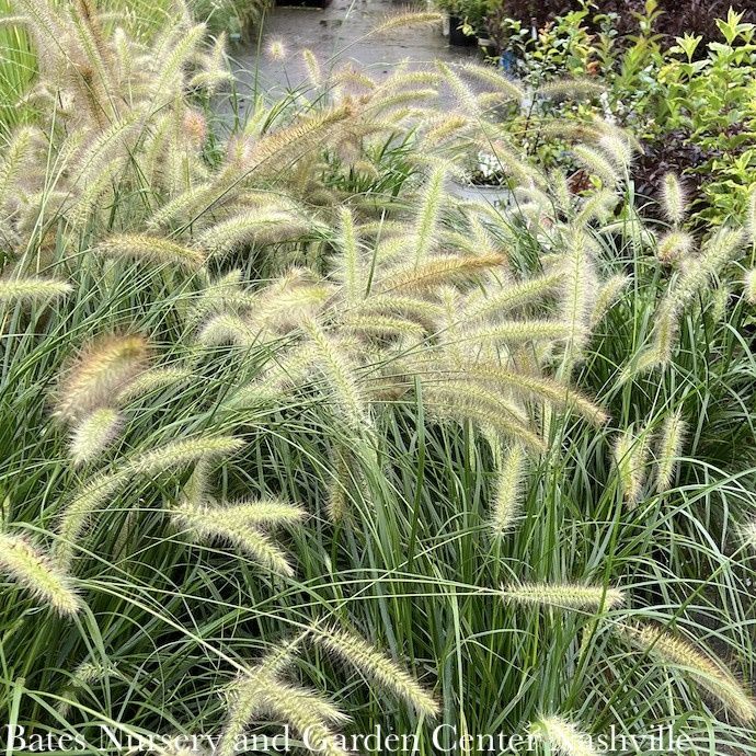 #3 Grass Pennisetum alop Cassian/ Fountain Dwarf