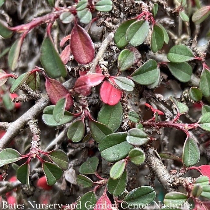 LPP(4p) Bonsai Starter Cotoneaster dammeri Streibs Findling - No Warranty