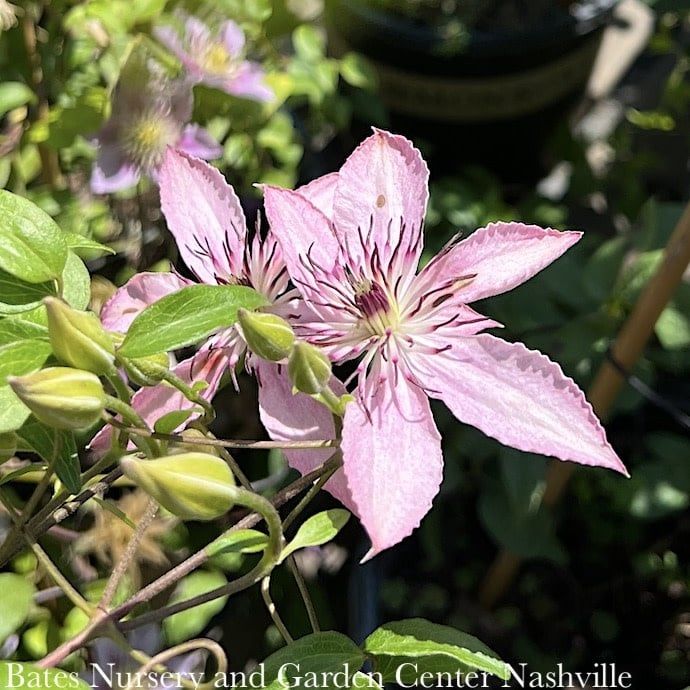 #1 Clematis Boulevard &#39;Sarah Elizabeth&#39;/ Compact Pink