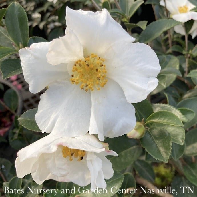 #5 Camellia sas Setsugekka/ White - No Warranty