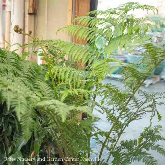 6p!  Alsophila australis/ Australian Tree Fern /Tropical - No Warranty