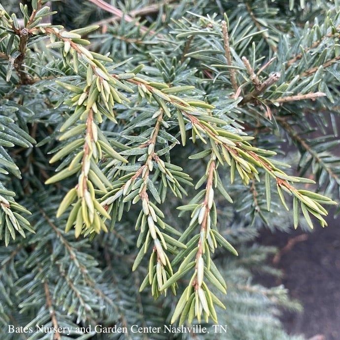 6-7' ft Tsuga canadensis/ Eastern, Canadian Hemlock Native (TN) - No Warranty