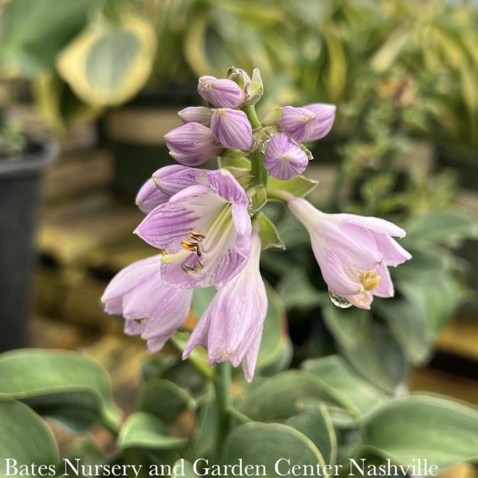 QP Hosta x Blue Mouse Ears/ Dwarf