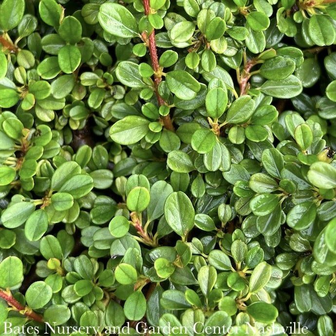 #2 Cotoneaster dammeri Streibs Findling