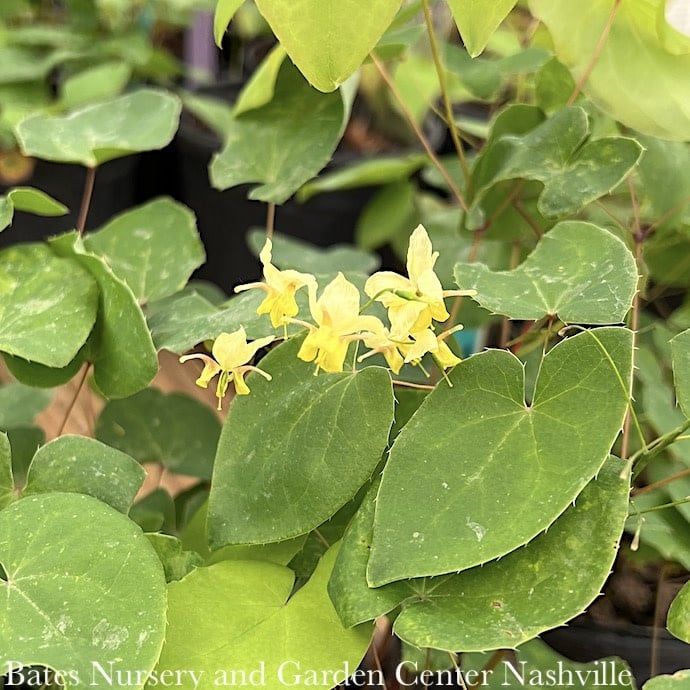 #1 Epimedium x vers Sulphureum/ Yellow Bishop&#39;s Hat