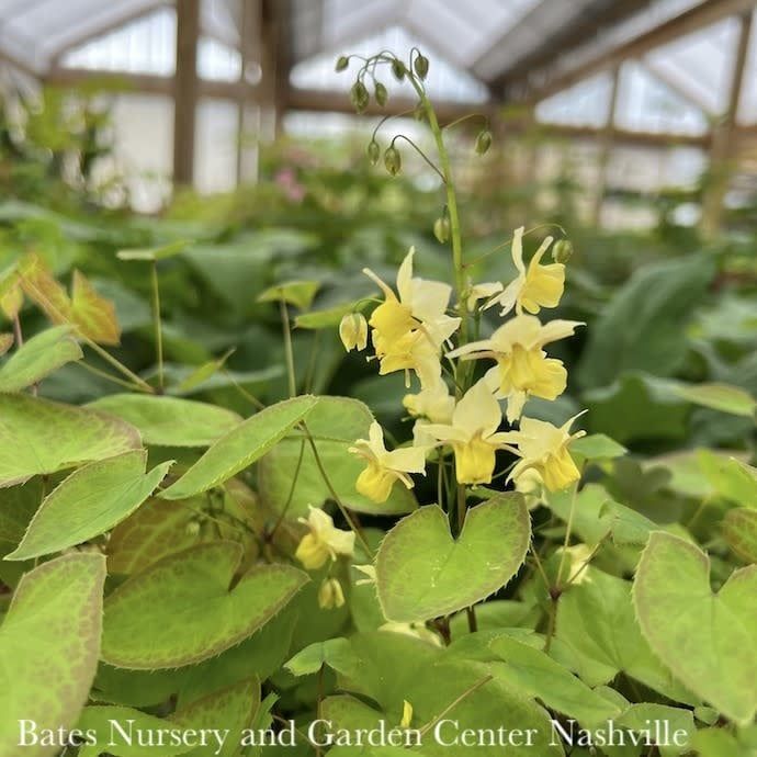 #1 Epimedium x vers Sulphureum/ Yellow Bishop&#39;s Hat