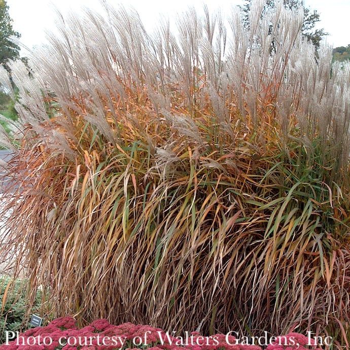 #3 Grass Miscanthus Purpurascens/ Flame