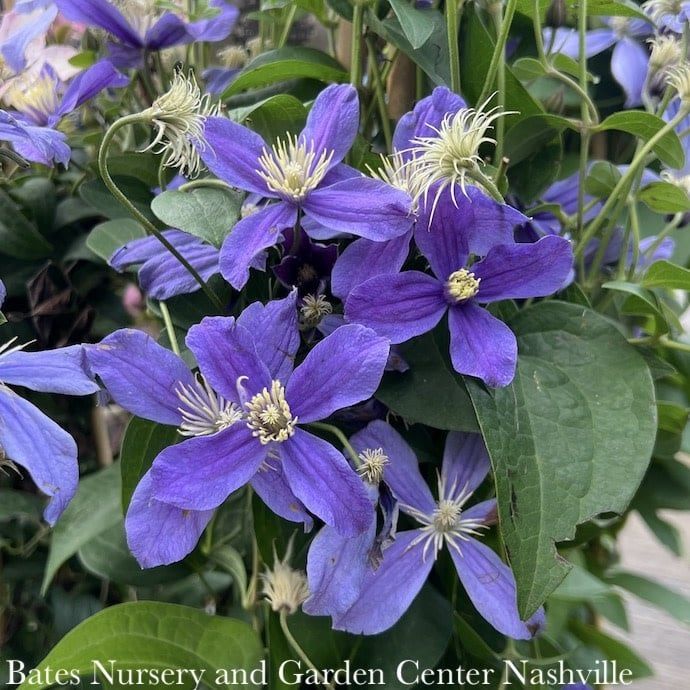 #2 Clematis x Arabella/ Blue-violet