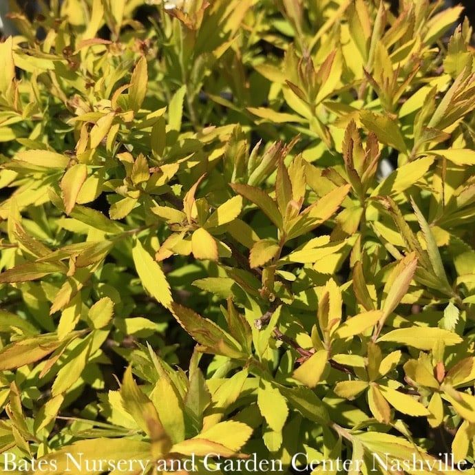 #3 Spiraea thun Ogon/ Gold