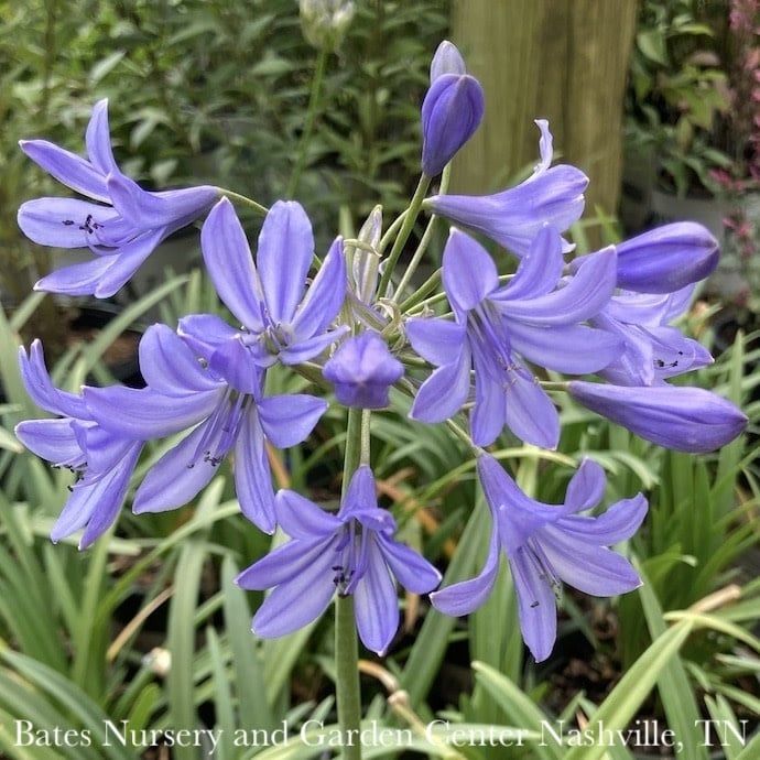 #1 Agapanthus Midknight Blue/ Hardy Lily of the Nile