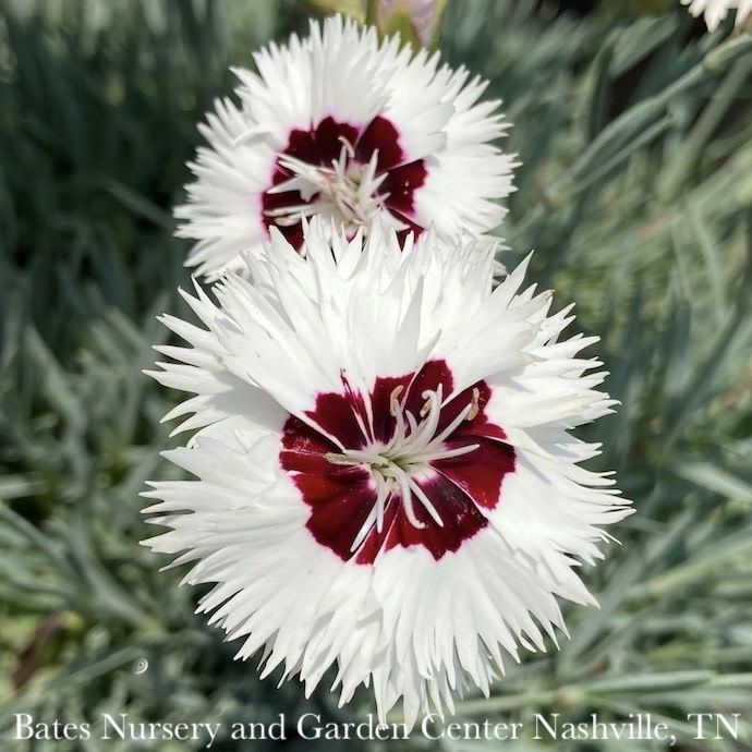 #1 Dianthus x Whetman&#39;s Star Single &#39;Stargazer&#39;/ White Maroon