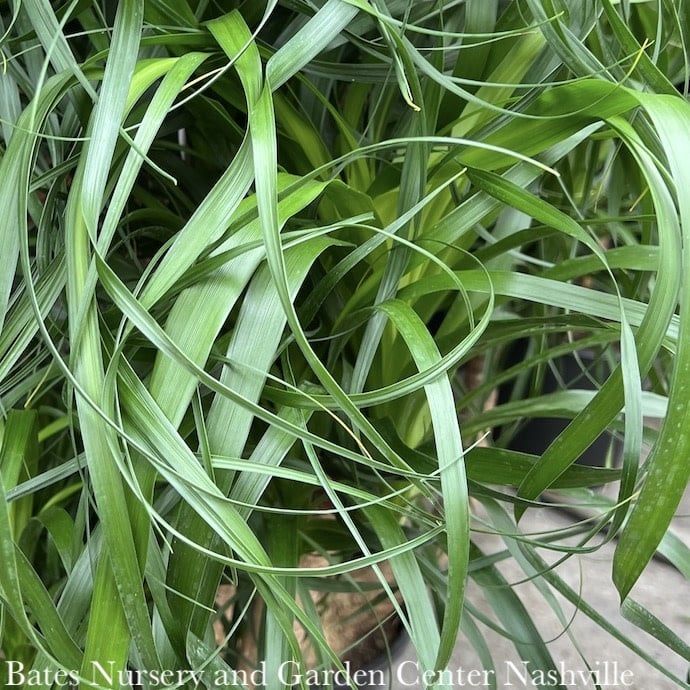 10p! Palm Beaucarnea rec / Ponytail Palm STUMP /Tropical