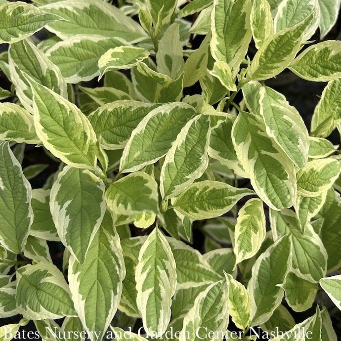 #2 Cornus alba Ivory Halo/ Variegated Tatarian Red Twig Dogwood