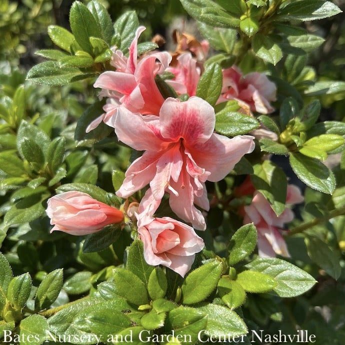 #3 Azalea x Encore Autumn Belle/ Repeat Pink Bi-color