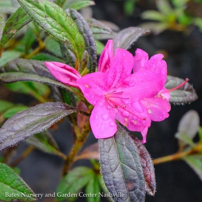 #3 Azalea x Encore Autumn Amethyst/ Repeat Purple
