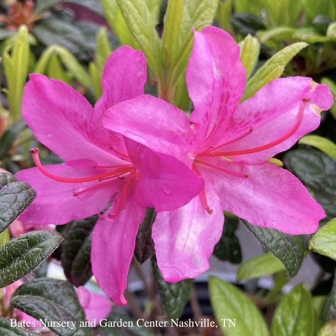 #3 Azalea x Encore Autumn Amethyst/ Repeat Purple