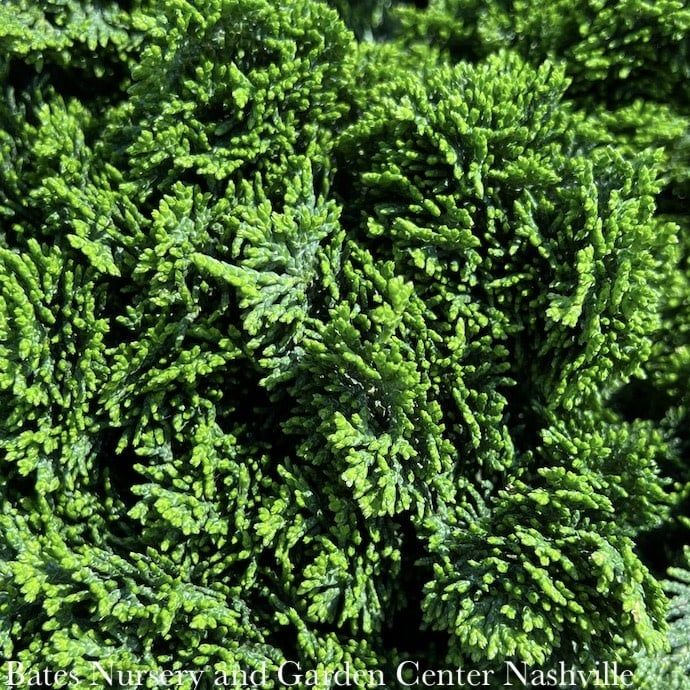 Topiary Patio Tree #3 12&quot; Chamaecyparis obt Nana/ True Dwarf Hinoki Falsecypress