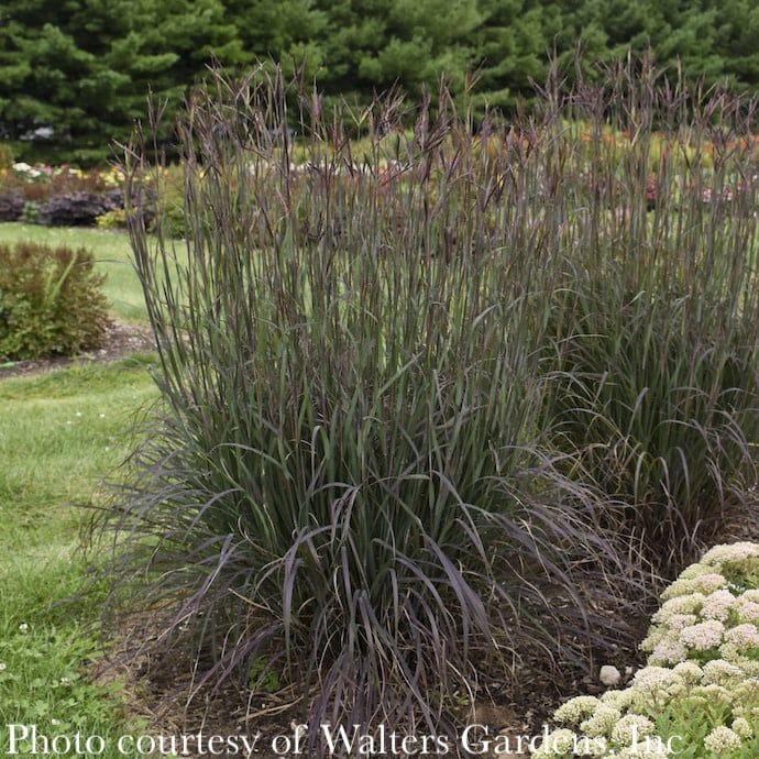 #3 Grass Andropogon ger Blackhawks/ Big Bluestem Native (TN)