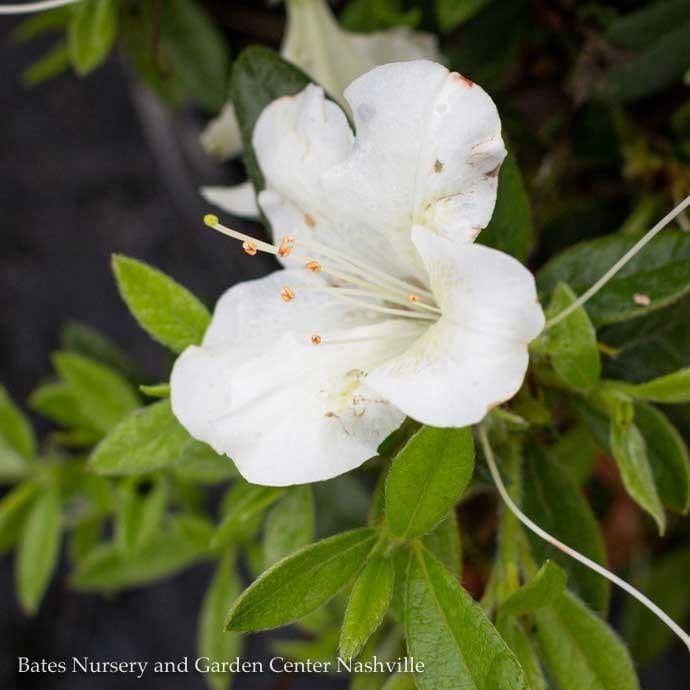 #3 Azalea x Encore Autumn Ivory/ Repeat White Dwarf