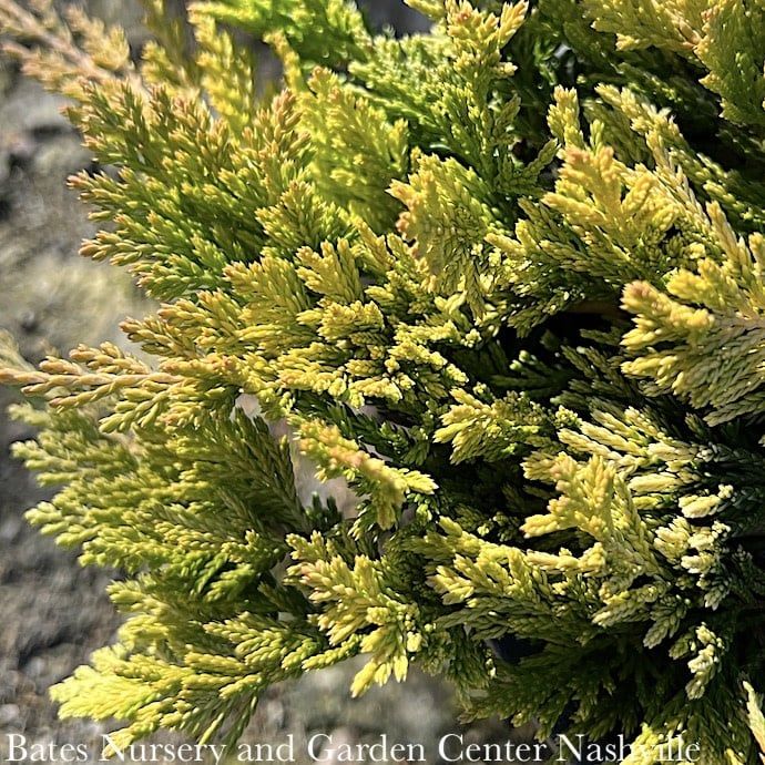 LPP(4p) Juniperus horiz Mother Lode/ Creeping Juniper