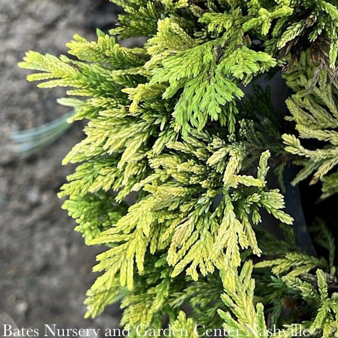 LPP(4p) Juniperus horiz Mother Lode/ Creeping Juniper