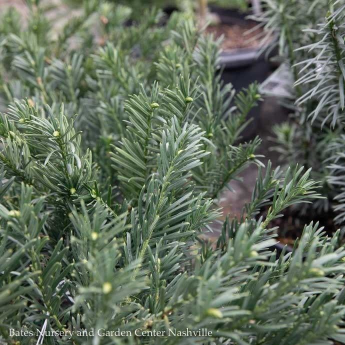 #3 Cephalotaxus harr Hedgehog/ Dwarf Spreading Japanese Plum Yew
