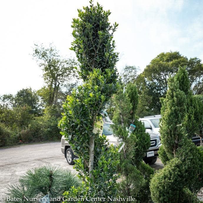 Topiary Spiral #10 Ilex x Emerald Colonnade/ Holly (male)