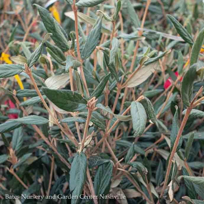 #5 Viburnum x pragense/ Prague Evergreen