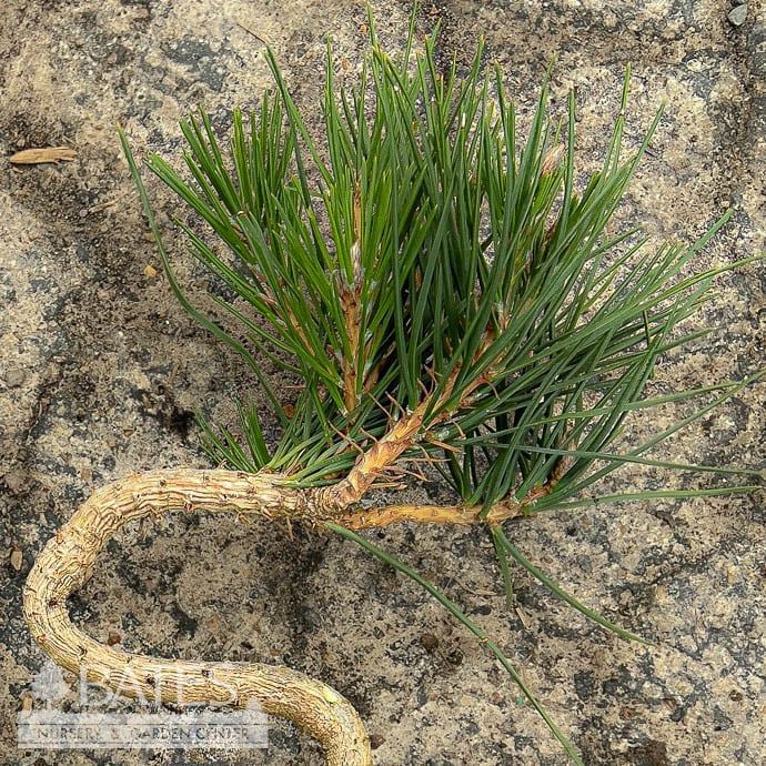LPP(4p) Bonsai Starter Pinus mugo Twisty/ Dwarf Pine - No Warranty