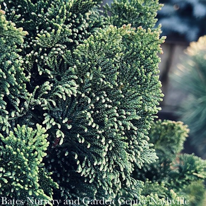Topiary Patio Tree #3 24&quot; Chamaecyparis obt Nana Gracilis/ Dwarf Hinoki Falsecypress