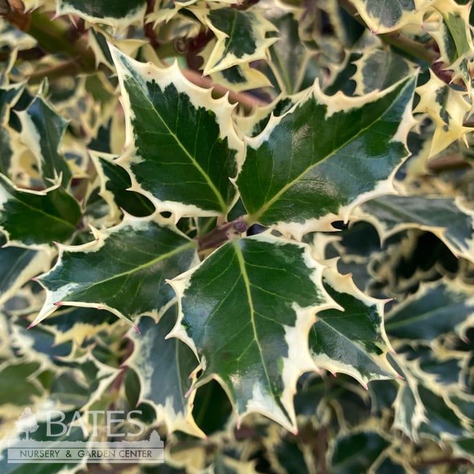 #15 Ilex aquifolium Argentea Marginata/ Variegated English Holly (female)