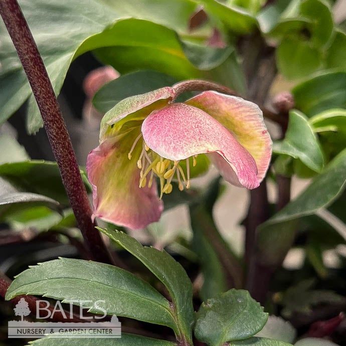 #1 Helleborus x Winterbells/ Cream and Light Pink Lenten Rose