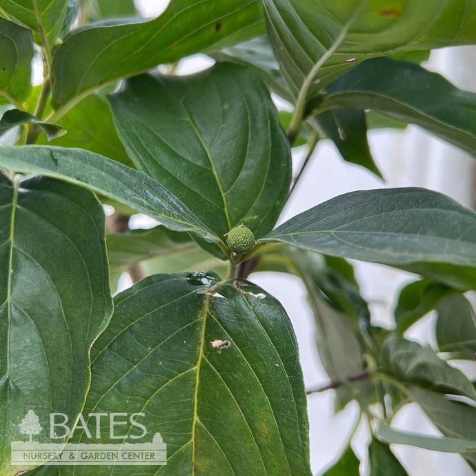 #15 Cornus kousa Starlight/ Flowering White Dogwood