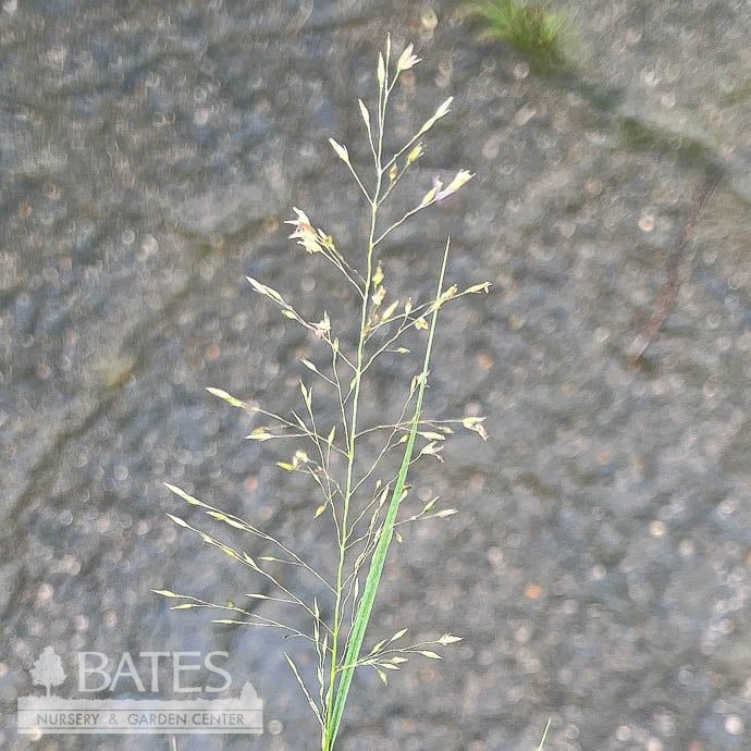 #1 Grass Sporobolus heterolepis AB/ Prairie Dropseed Native (TN)