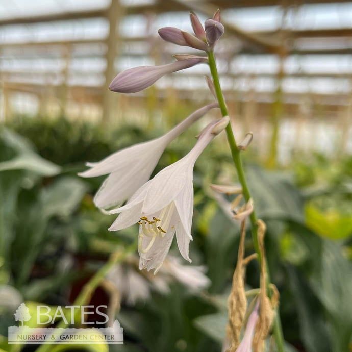#1 Hosta Lakeside Cha Cha/ Variegated