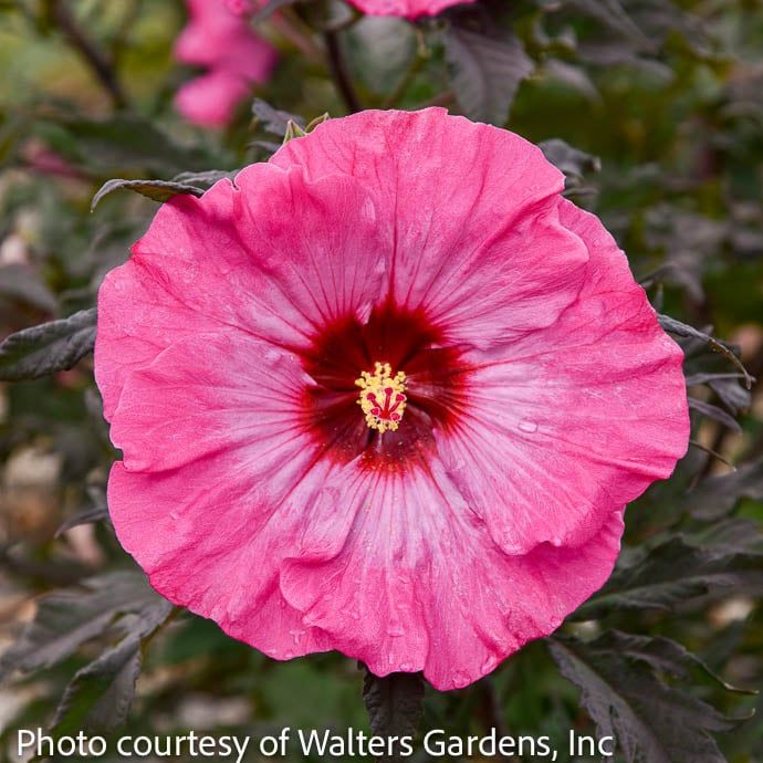#2 Hibiscus x Inner Glow/ Pink Hardy