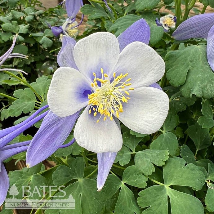 #1 Aquilegia x PW Earlybird Blue &amp; White/ Columbine