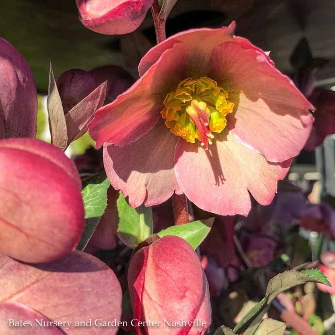 #1 Helleborus Frost Kiss &#39;Penny&#39;s Pink&#39;/ Lenten Rose