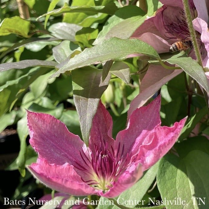#1 Clematis Boulevard &#39;Sarah Elizabeth&#39;/ Compact Pink