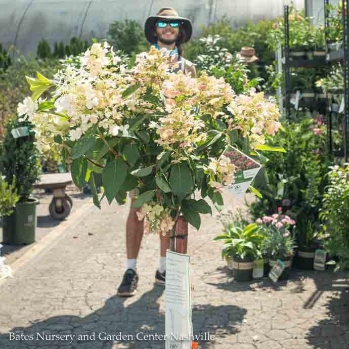 Topiary Patio Tree #7 Hydrangea pan PW Quick Fire/ Panicle White to Pink