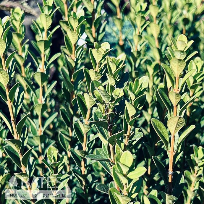 #3 Buxus micro SL Baby Gem/ Compact Boxwood