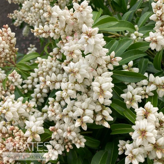 #2 Pieris japonica Enchanted Forest &#39;River Run&#39;/ White