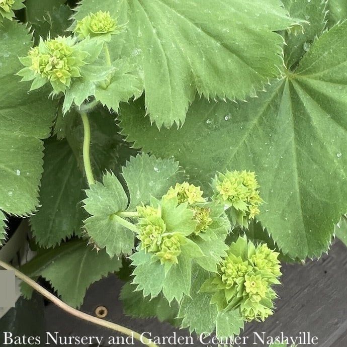 QP Alchemilla mollis Auslese/ Lady&#39;s Mantle